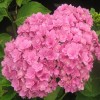 Саженец гортензии крупнолистной Романс пинк (Romance Pink): фото и описание