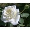 Саженец чайно-гибридной розы Пола Штерн (Polarstern): фото и описание