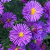 Саженец астры Прайд оф Колвол (Pride of Colwall): фото и описание