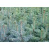 Саженец Ели Голубая Глаука (Glauca) 40-60 см: фото и описание