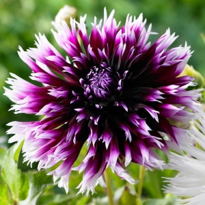 Георгин Alauna Clair Obscure - Алауна Клер-Обескур