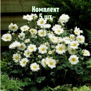 Комплект 5шт / Анемона гибридная Вейрлвинд