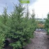 Саженцы Ели Европейская от 150 см -  5 шт.: фото и описание