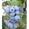 Саженцы голубики Свитхарт (Sweetheart) -  5 шт.: фото и описание