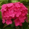 Саженцы гортензии крупнолистной Мэджикал Пинк Руби (Magical Pink Ruby) -  5 шт.: фото и описание