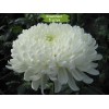 Саженцы крупноцветковой хризантемы Хрустальная Ваза (Белая ) -  5 шт.: фото и описание