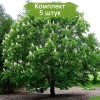 Саженцы конского каштана обыкновенного -  5 шт.: фото и описание
