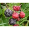 Саженцы малины Блэк Джевел (Black Jewel)  (Черная) -  5 шт.: фото и описание
