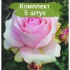 Саженцы чайно-гибридной розы Юниверс (Universe) -  5 шт.: фото и описание