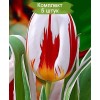 Луковицы тюльпана Хэппи Дженерейшн (Happy Generation) -  5 шт.: фото и описание
