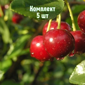 Комплект 5шт / Вишня Малиновка