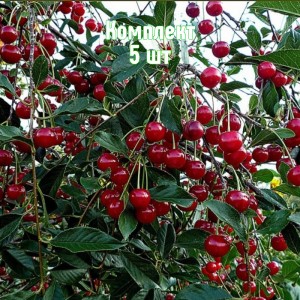 Комплект 5шт / Вишня Обильная