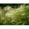 Саженец ковыля Перистый: фото и описание