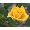 Роза Латина (чайно-гибридная)