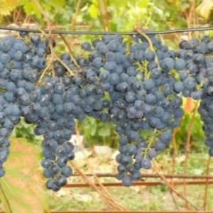 Виноград Брускам