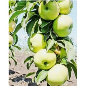 Яблоня Белоснежка (колоновидная)